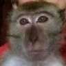 Truckin' Monkey