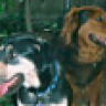 2BigDogs