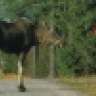 TruckingMoose