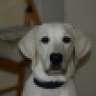 polardog