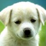 White Dog