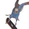 Pinqui