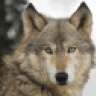 Metacoyote