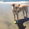 LucyGoose