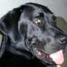 Labrador_Lines