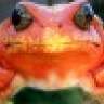 The Red Frog