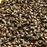 Mortarmaggot