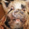 "Porky"