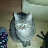 Kitty40