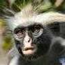 skunkmonkey