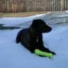 black_dog106