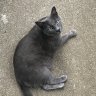 Hazmat Cat