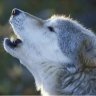 greywolf2