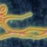 Ebola Guy