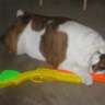 Bulldog976