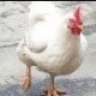 CHICKENMAN