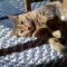 sammycat