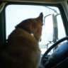 catdriver