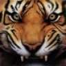Tiger77