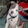 PitBullLuver