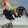 Rooster13