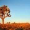 mojave