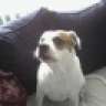 love_pitbulls