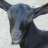 goatman826