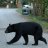 The Florida Bear
