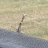 TexasRiverRat