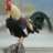 Rooster13
