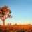 mojave