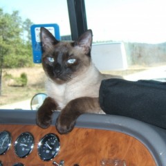 Storm, King of the Cab