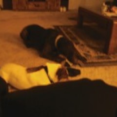 Dogs1