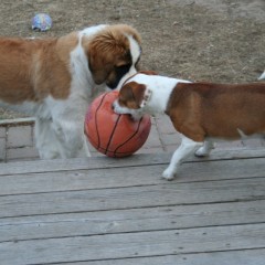 Toby the samoan ball destroyer