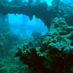 dive134