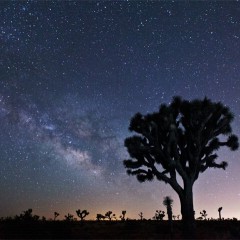 Joshua Trees with the Milky Way Galaxy in the background