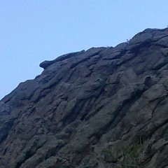 lizard on dragon head