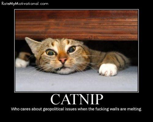 catnip
