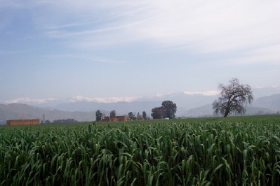 cornfields