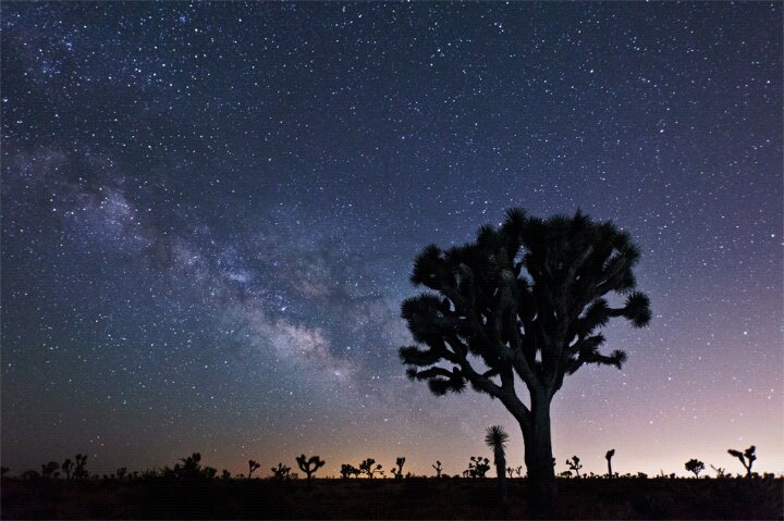 Joshua Trees with the Milky Way Galaxy in the background