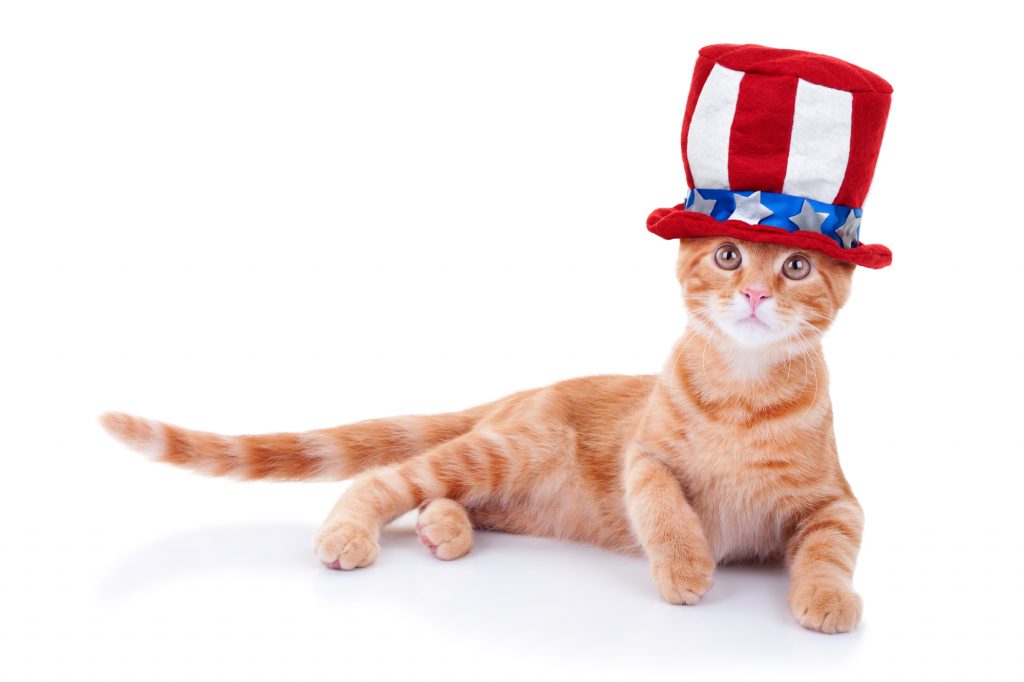 Trucker Discovers Cat Missing Since July 4th Under His Truck