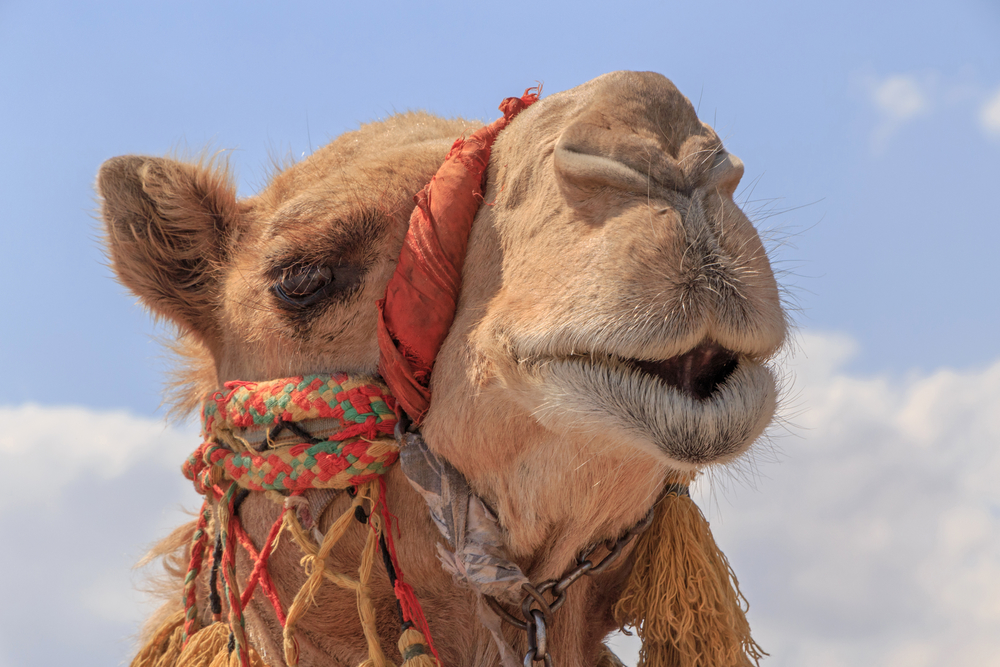 Woman Escapes Tiger Truck Stop Camel By Biting Its Testicles