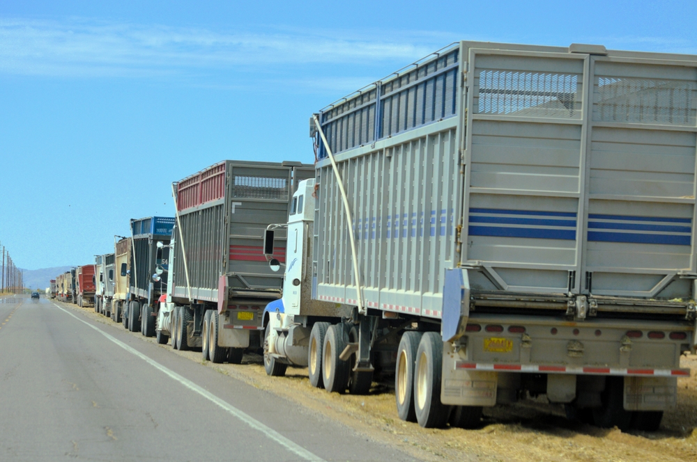 Truckers Fear Job Loss as New English Language Rules Take Effect