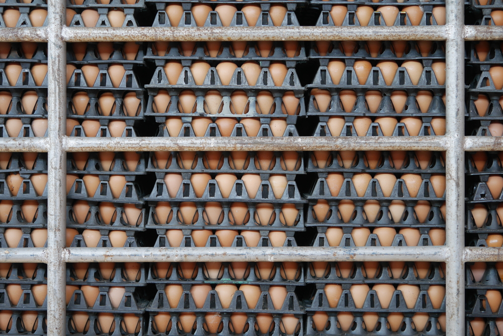 100,000 Eggs Stolen: Breaking News or an Old Cargo Theft Trend?